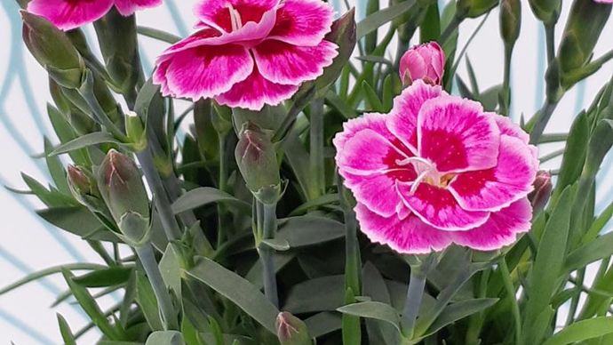 Exemple de présentation avec Dianthus carnelia en pot 10.5-3 – Photo prise avec un smartphone Samsung et un fond « vague feuillage ». ©Serres de Tressin (59).